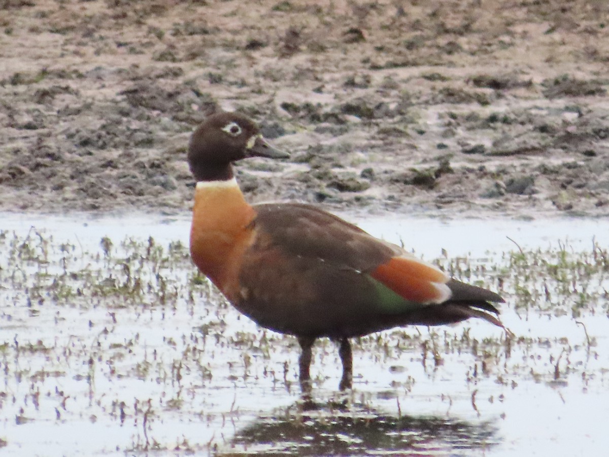 Australian Shelduck - ML614906866