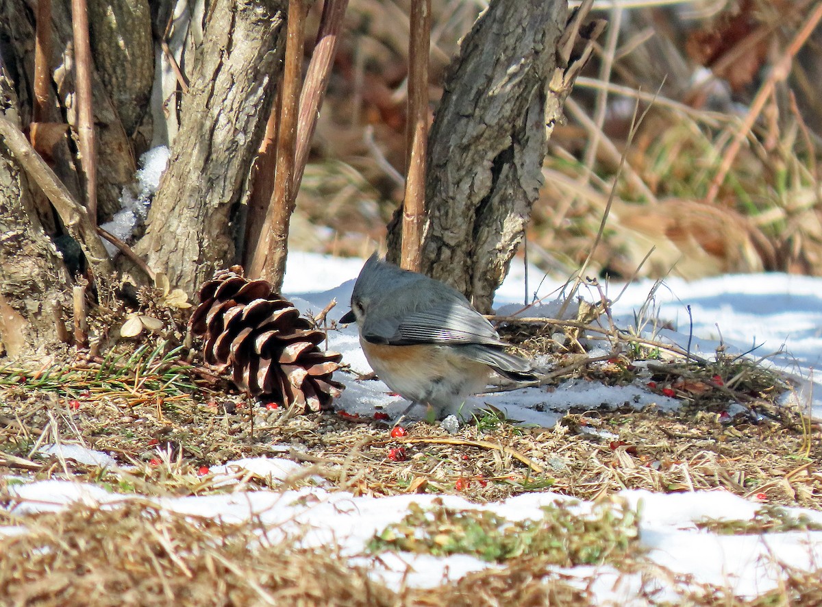 Tufted Titmouse - Shilo McDonald