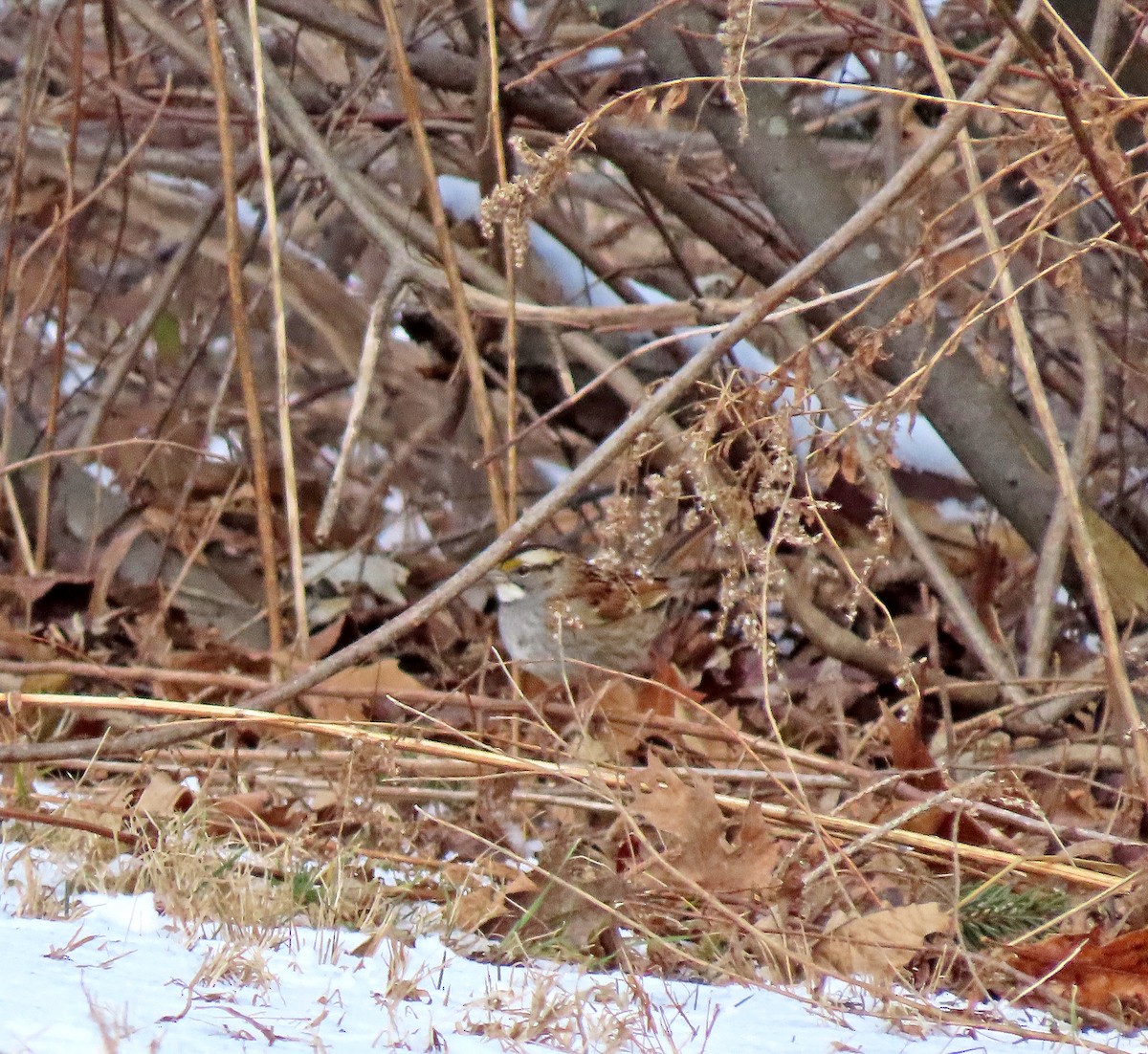 White-throated Sparrow - ML614906908
