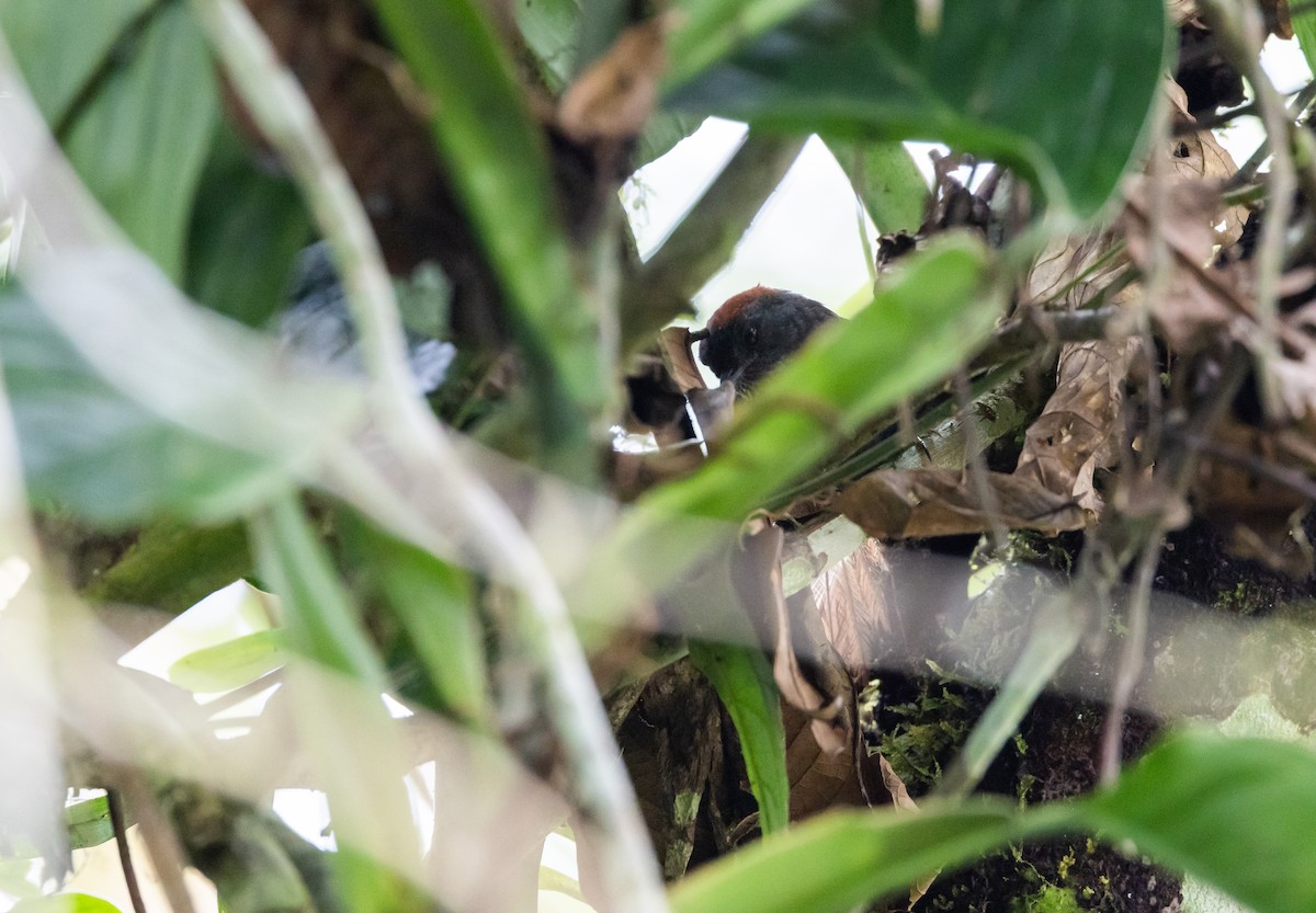 Dusky Spinetail - ML614906909