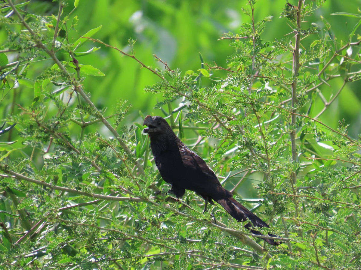 Smooth-billed Ani - ML614906926