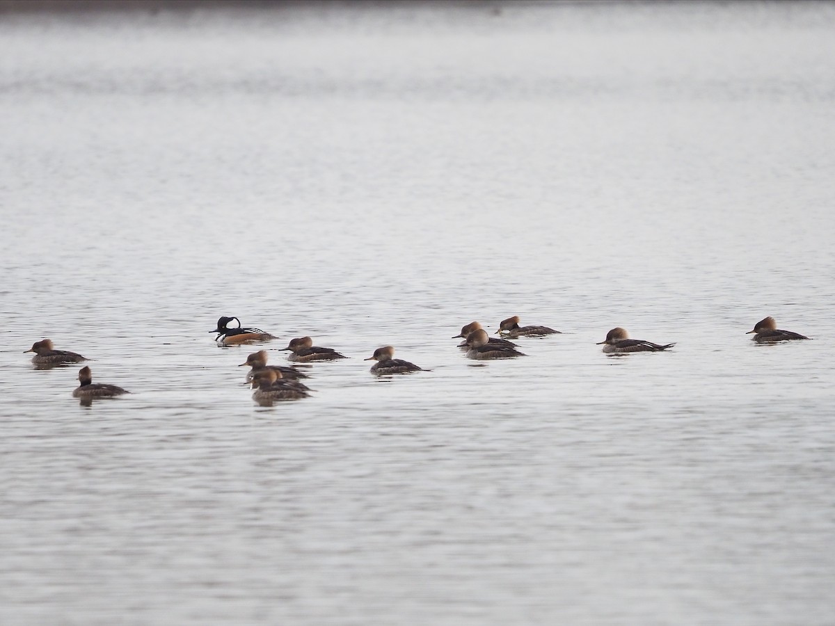 Hooded Merganser - ML614906939