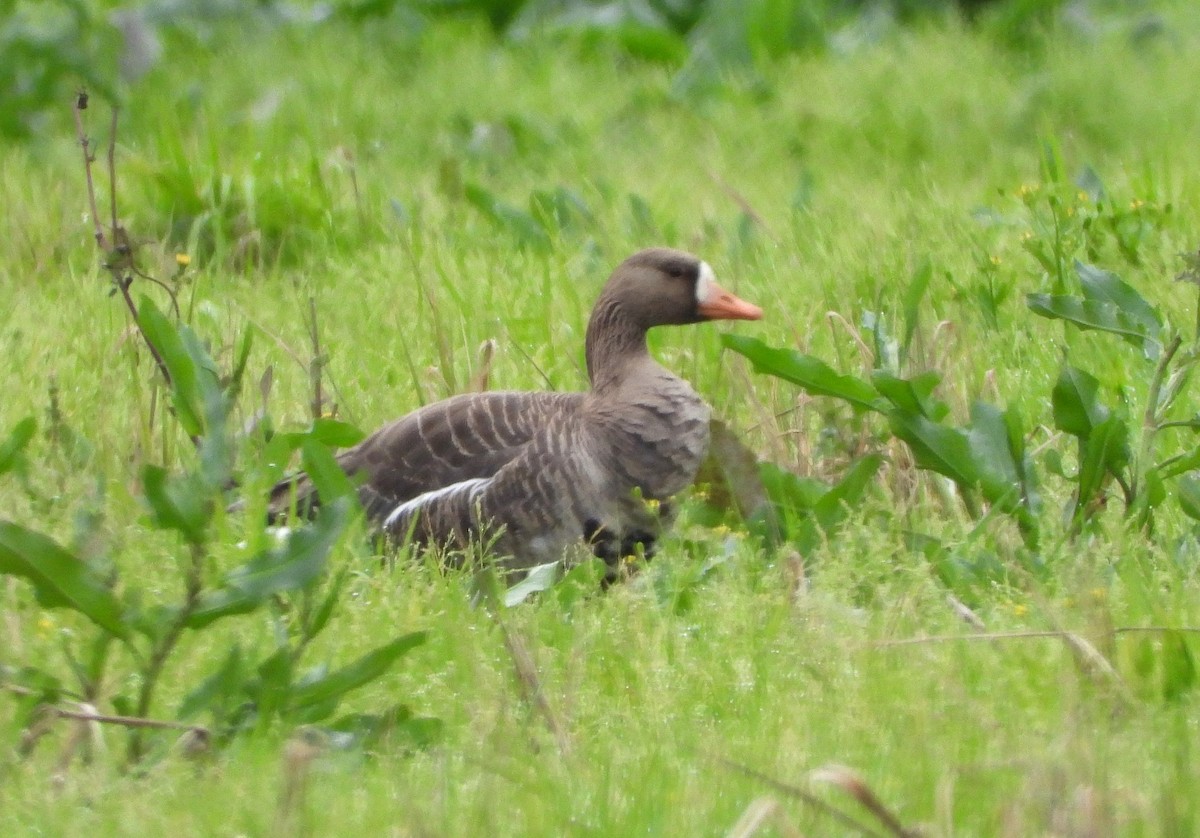 Greater White-fronted Goose - ML614906971