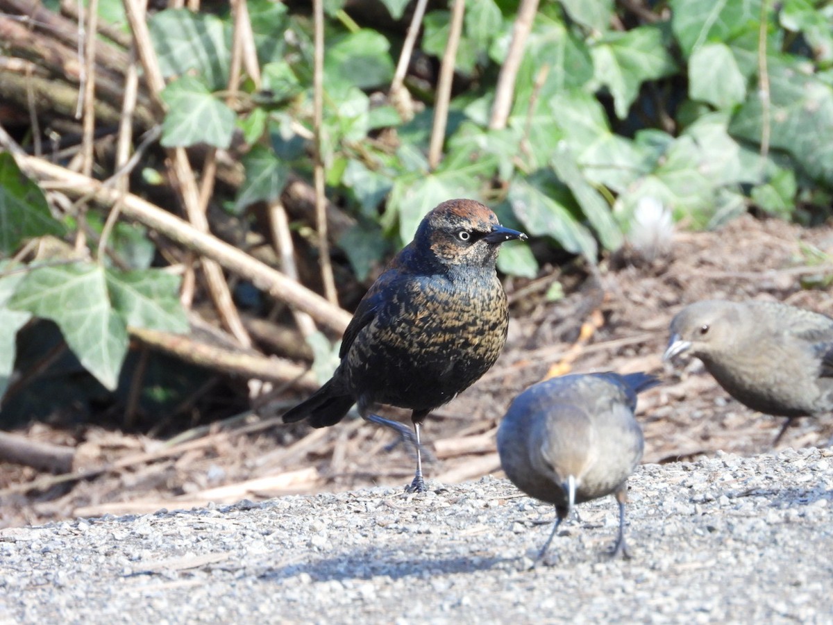 Rusty Blackbird - ML614906995