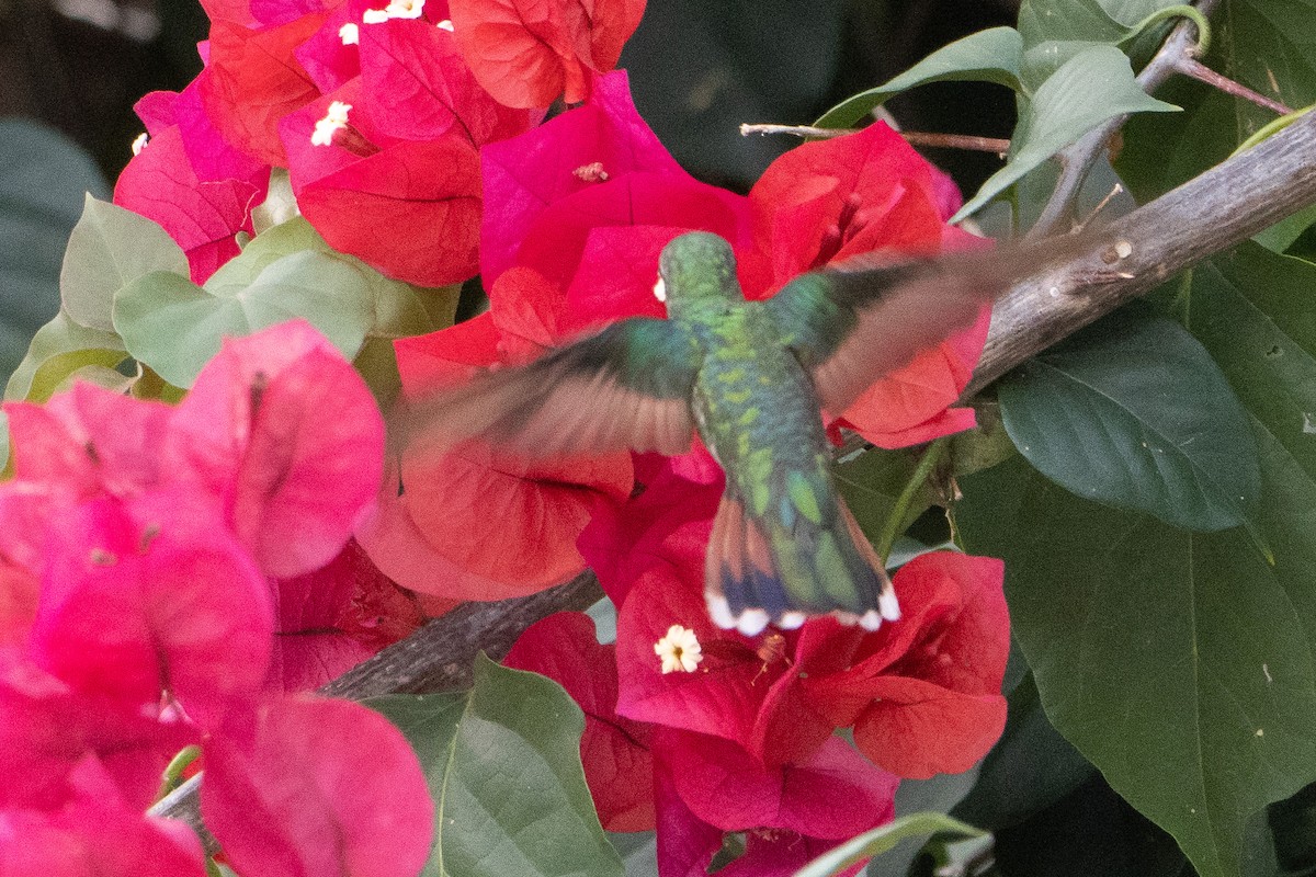kolibřík lesklý - ML614907021