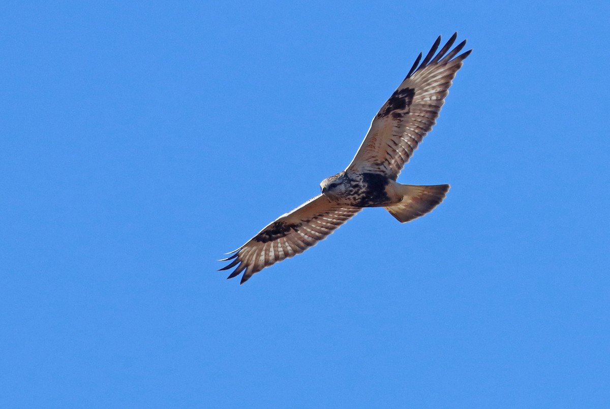 Rough-legged Hawk - ML614907024