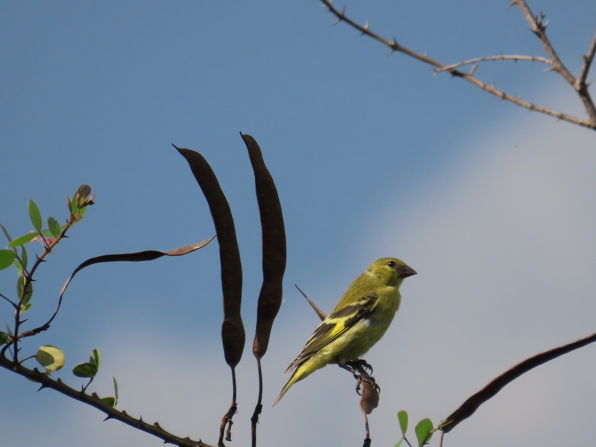 Saffron Finch - ML614907034