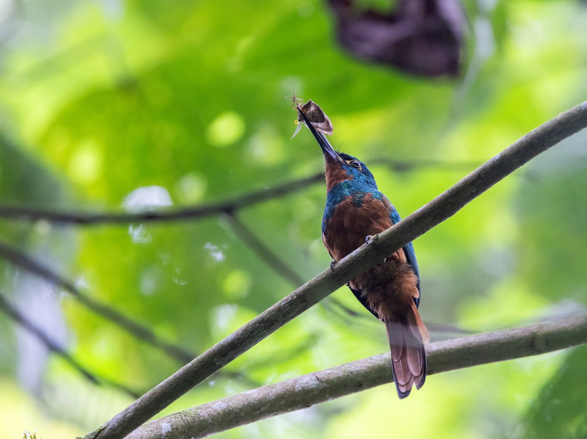 Coppery-chested Jacamar - ML614907056