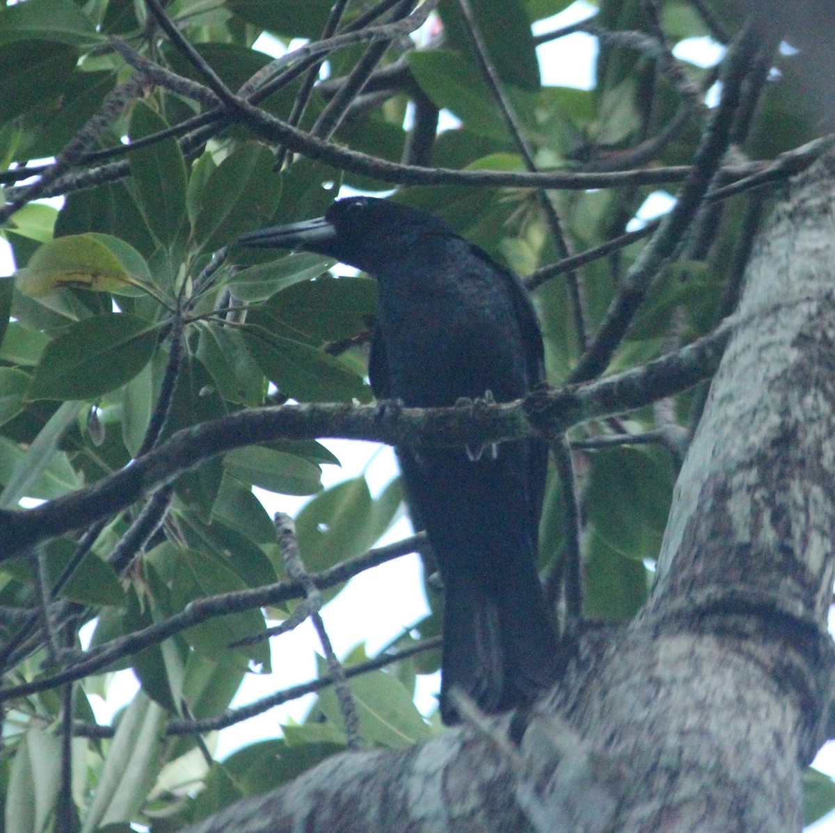 Black Butcherbird - ML614907138