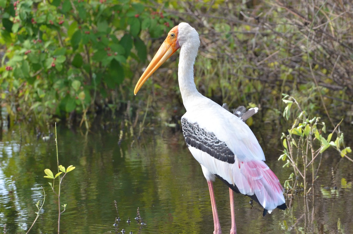 Painted Stork - ML614907170