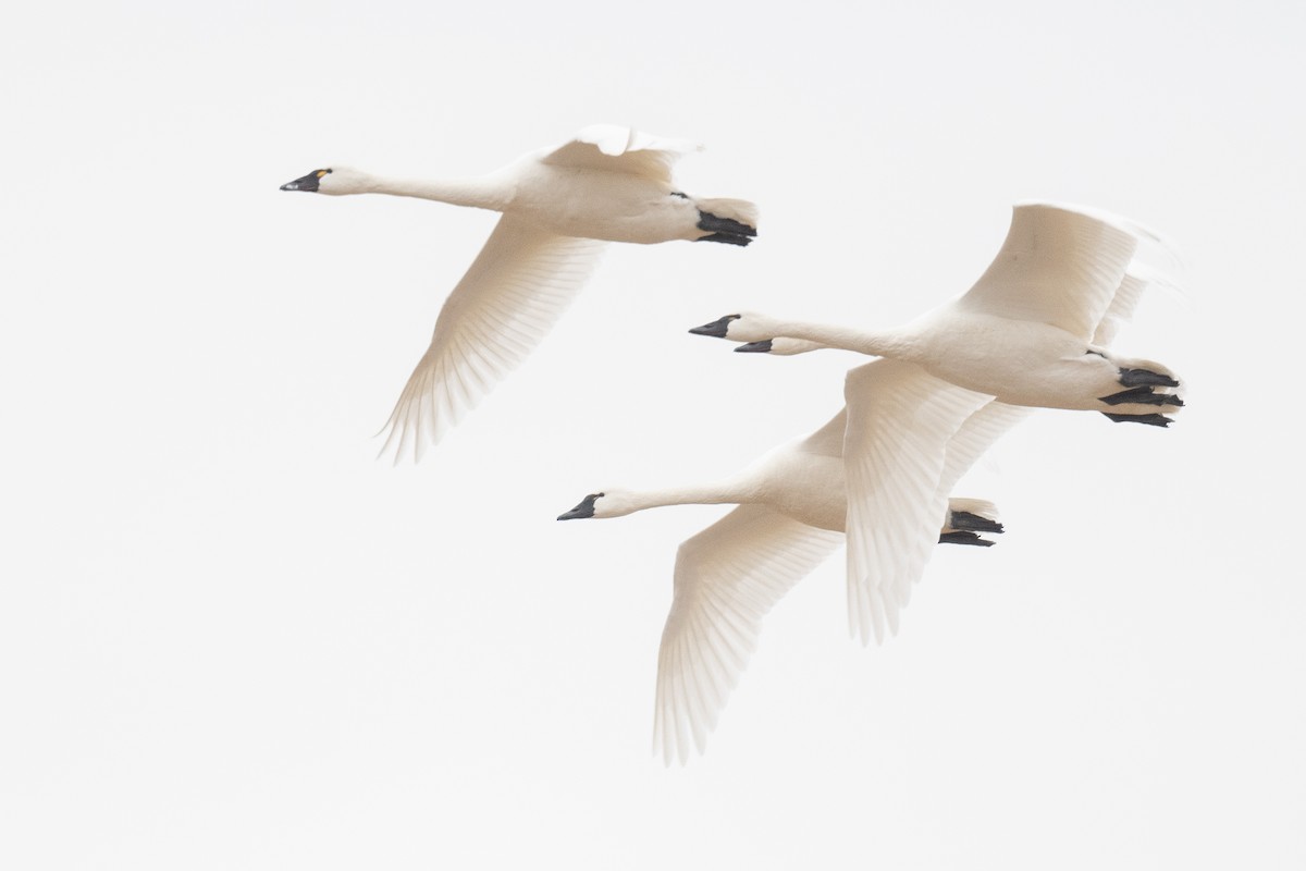 Tundra Swan - Ben  Lucking