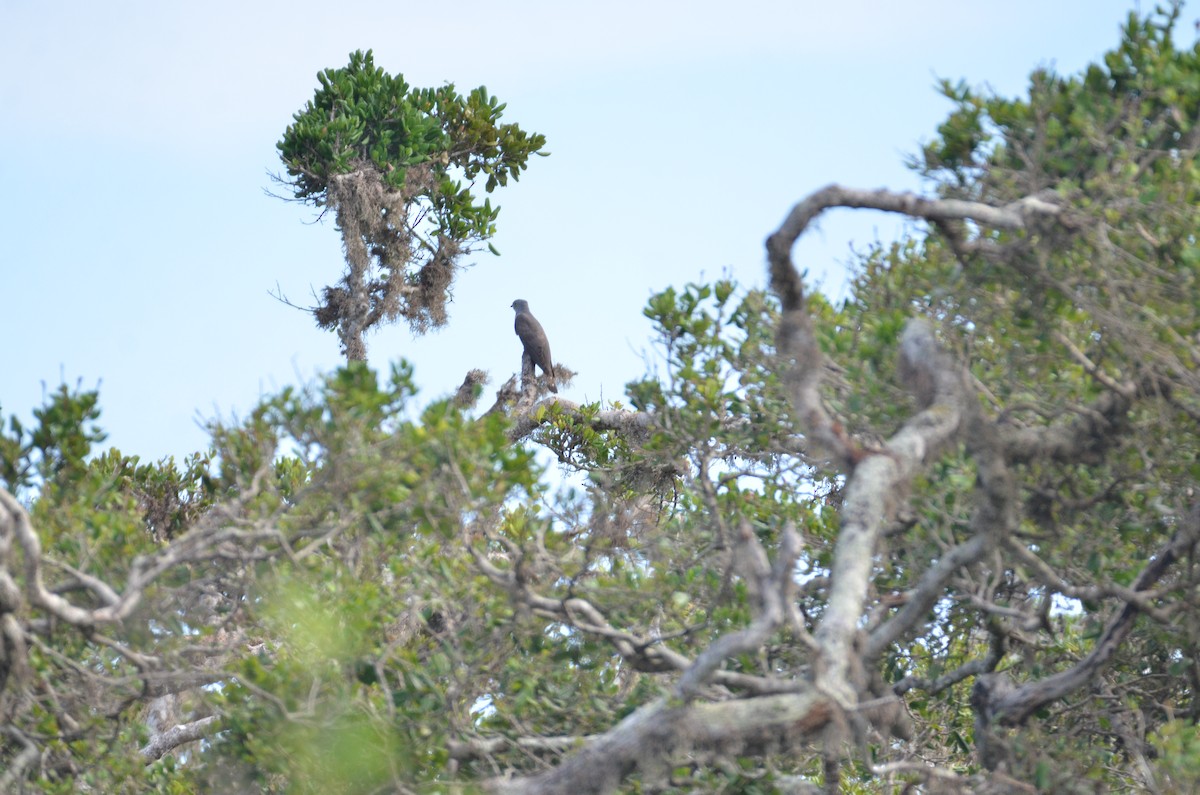 Gray-bellied Cuckoo - Roshan Vignarajah