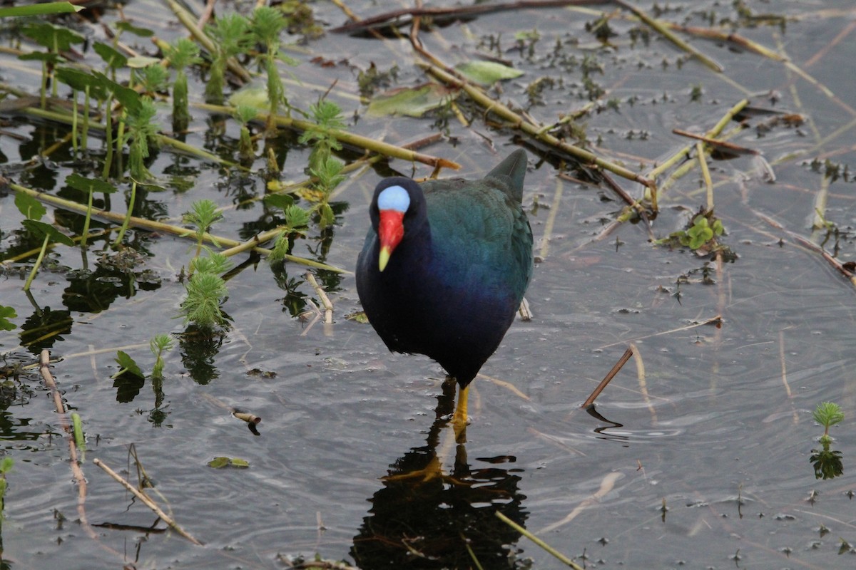 Purple Gallinule - ML614907204