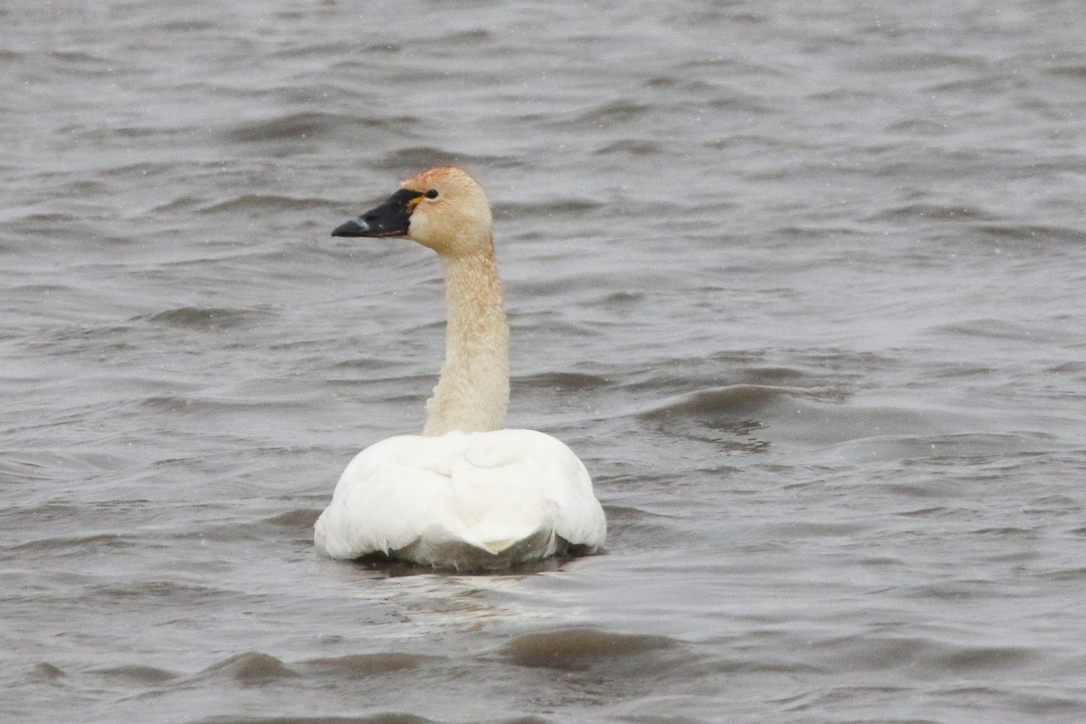 Tundra Swan - ML614907246