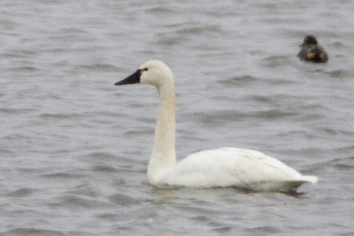 Tundra Swan - ML614907247