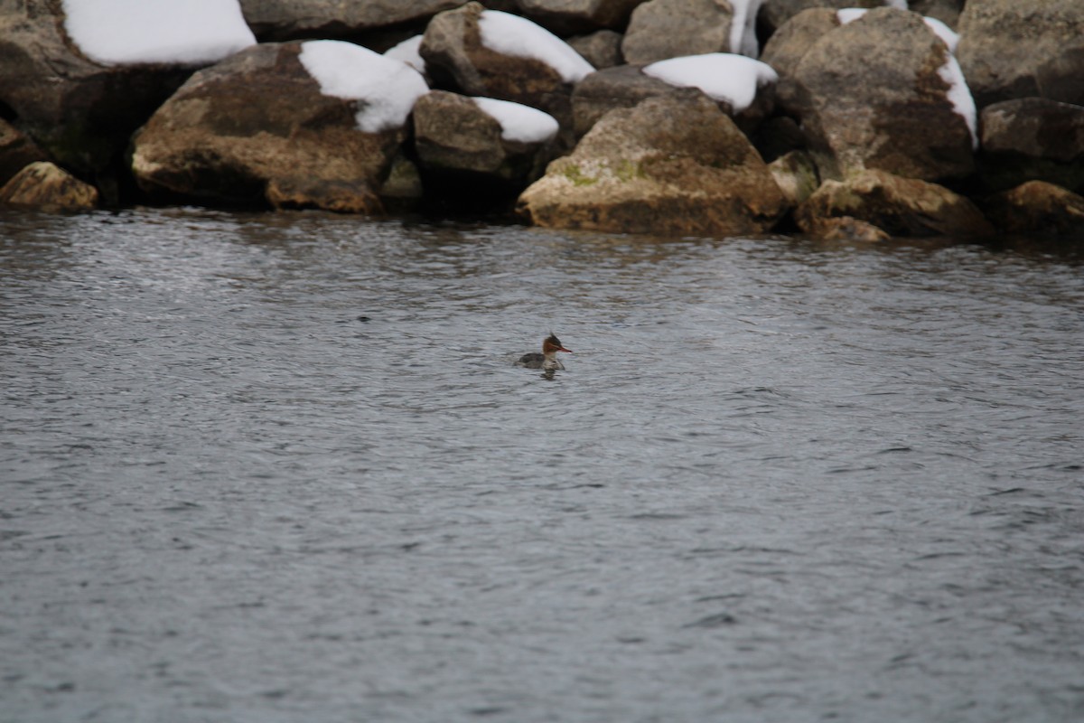 Red-breasted Merganser - ML614907249