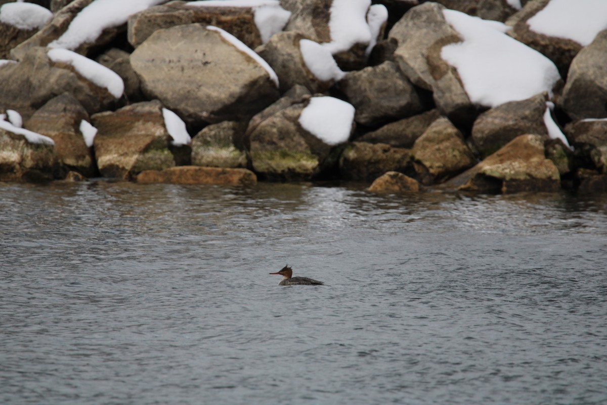 Red-breasted Merganser - ML614907259