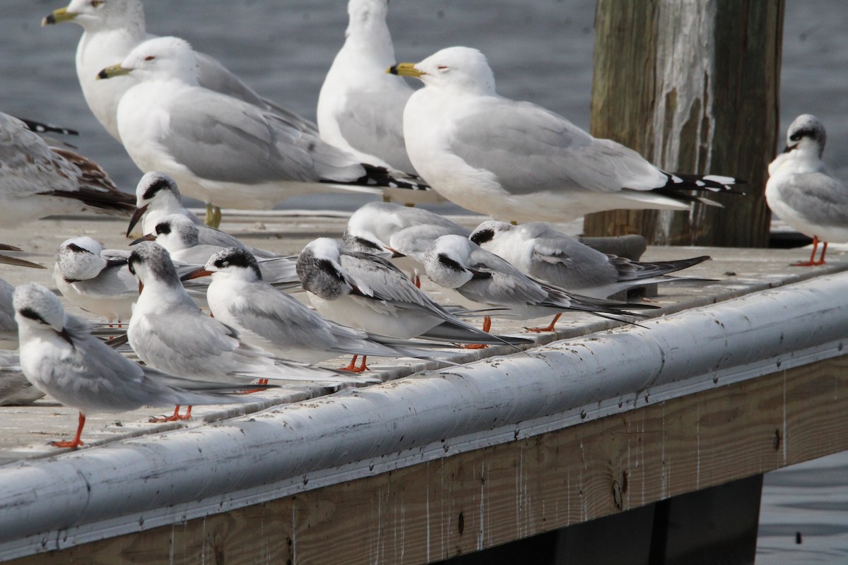 Ring-billed Gull - ML614907271