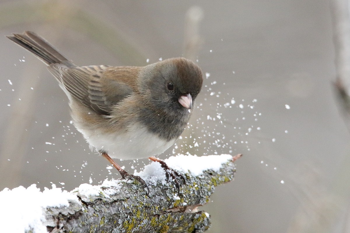 Dark-eyed Junco - ML614907284