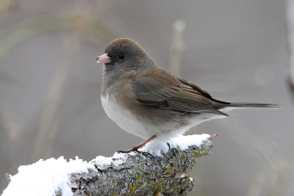 Dark-eyed Junco - ML614907285