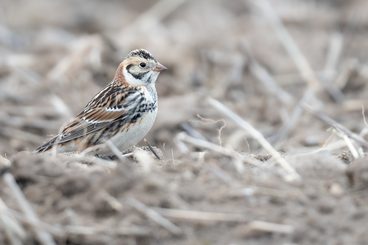 Lapland Longspur - Ben  Lucking