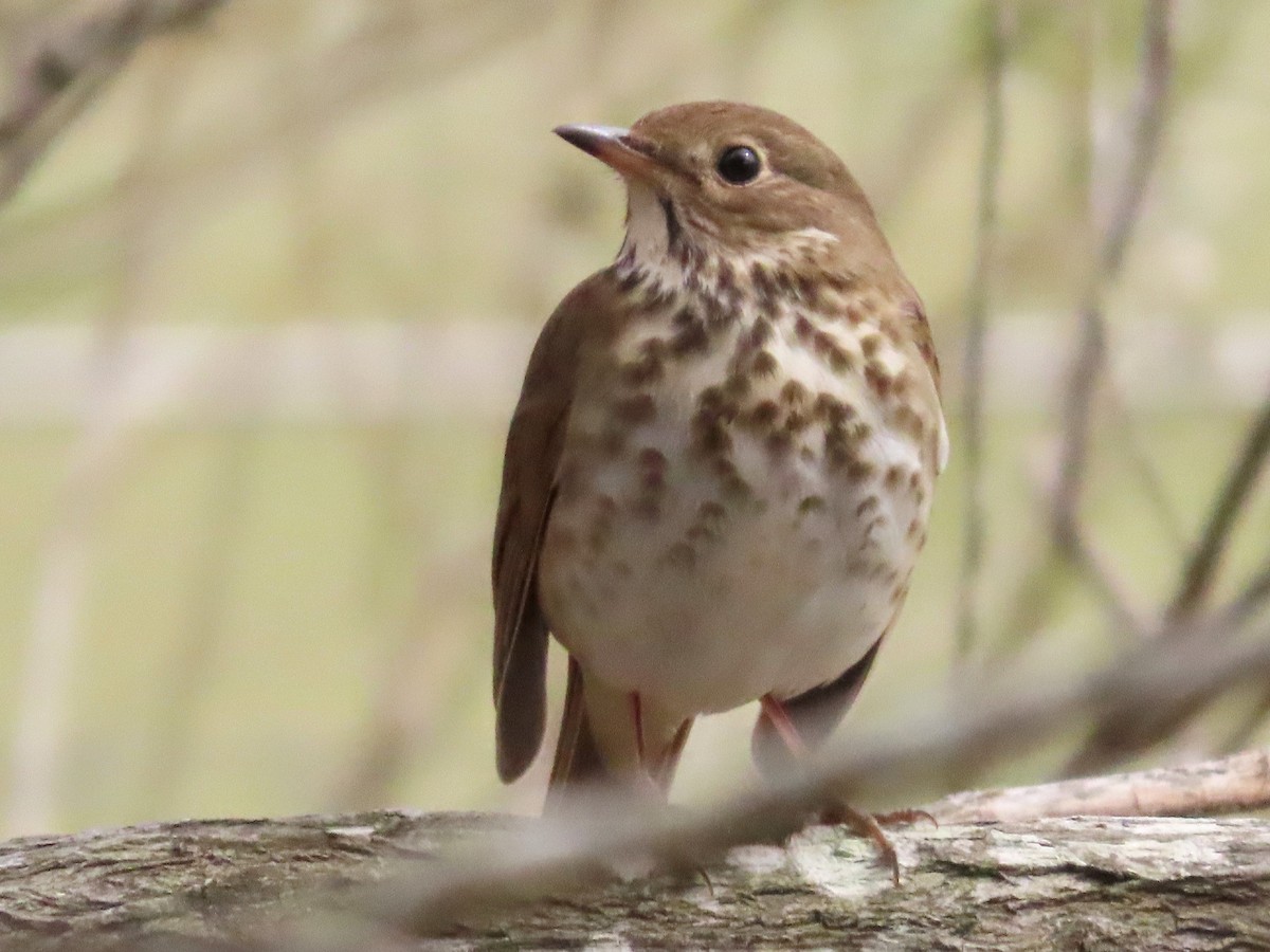 Hermit Thrush - ML614907346