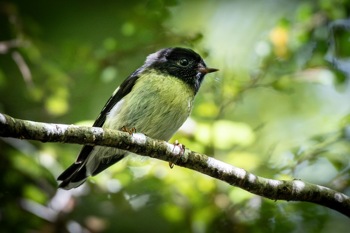 Tomtit (New Zealand) - ML614907410