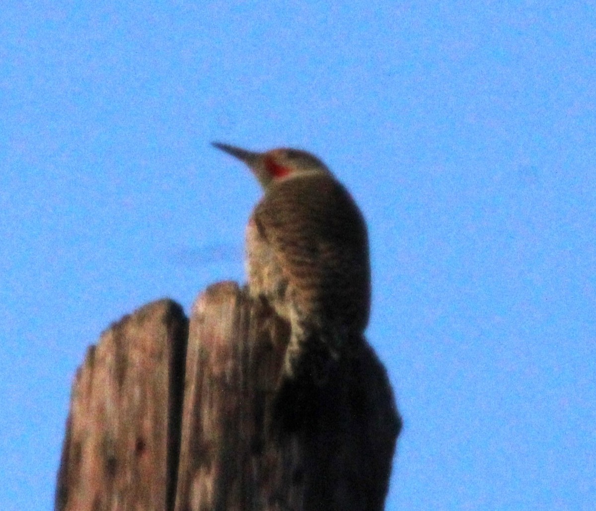 Northern Flicker - ML614907459