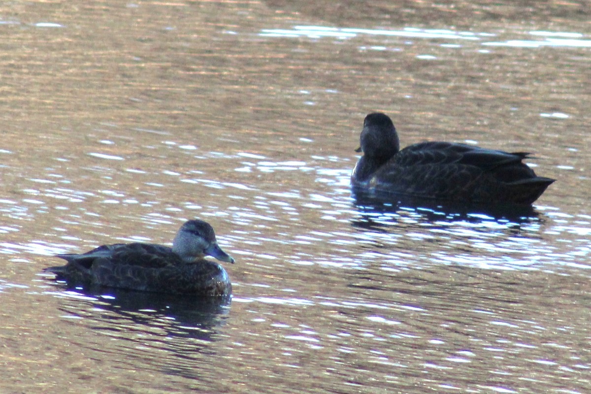 American Black Duck - Samuel Harris