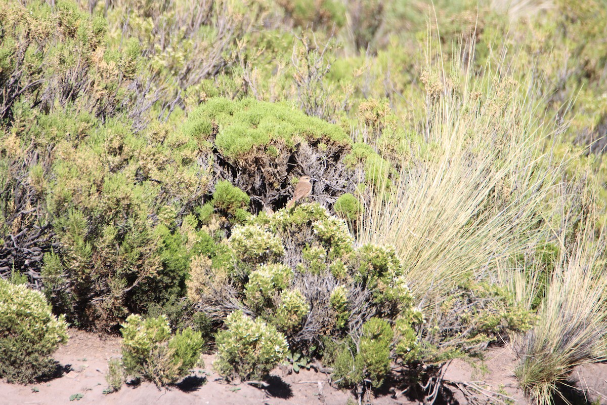 Buff-breasted Earthcreeper - ML614907465