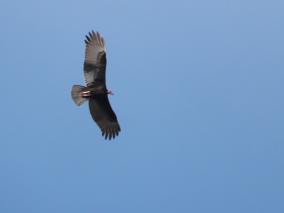 Turkey Vulture - Duston Larsen