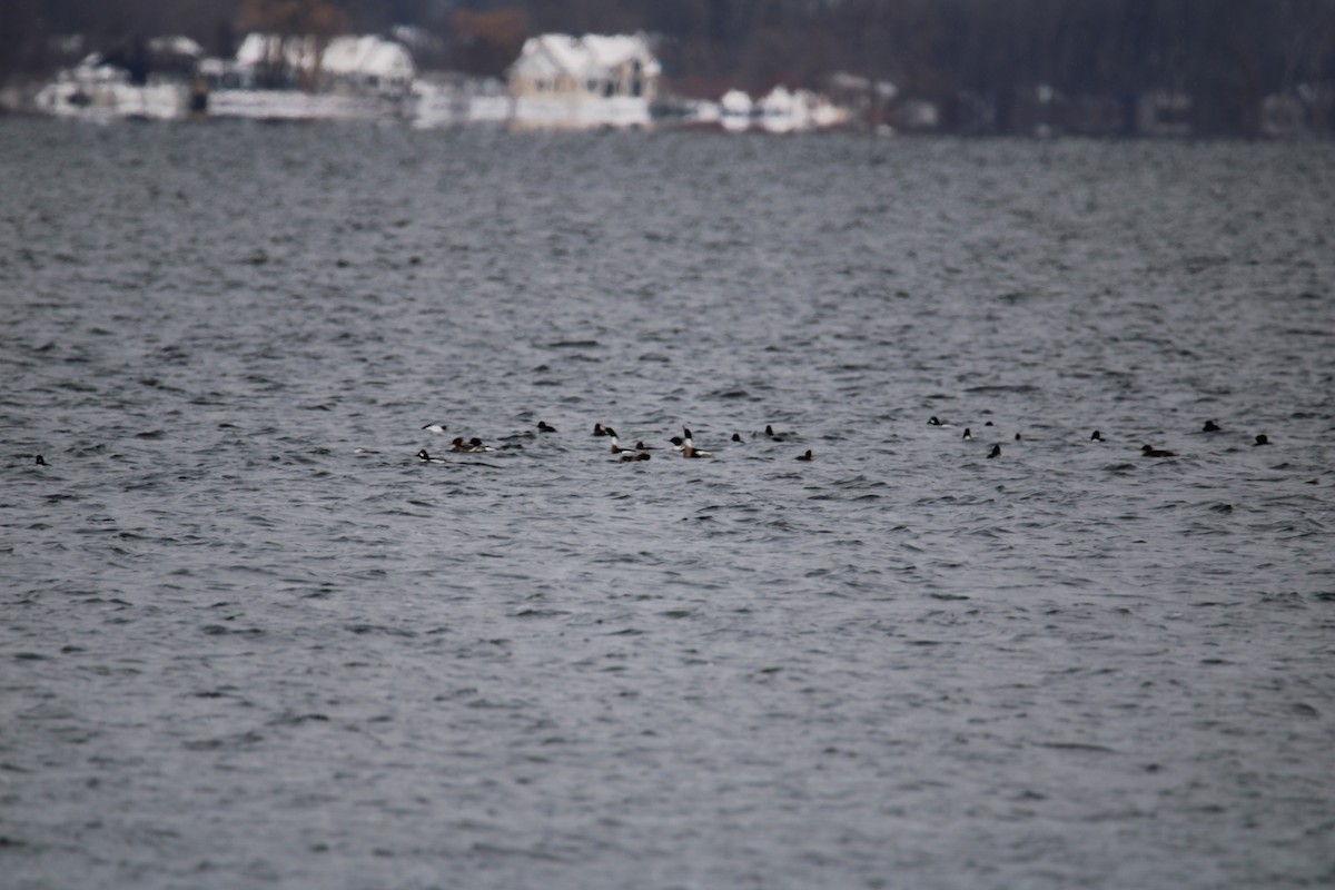 Red-breasted Merganser - ML614907496