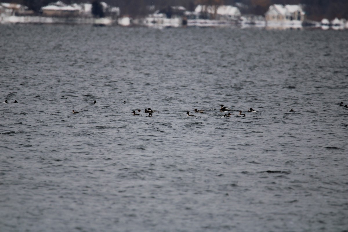 Red-breasted Merganser - ML614907498