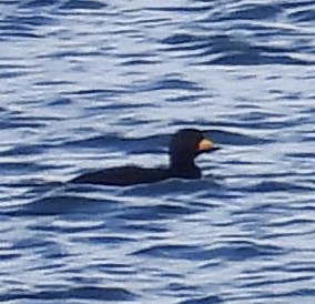 Black Scoter - ML614907505