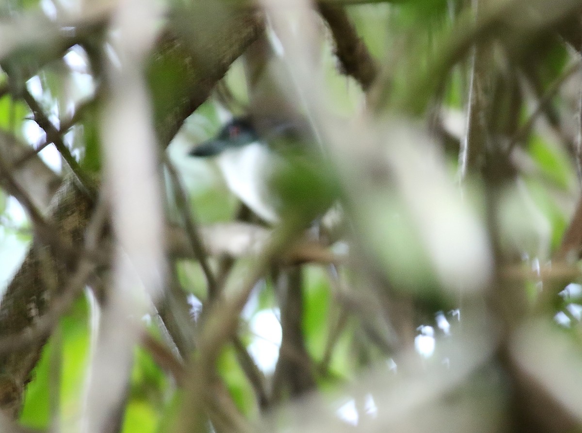 Great Antshrike - ML614907516