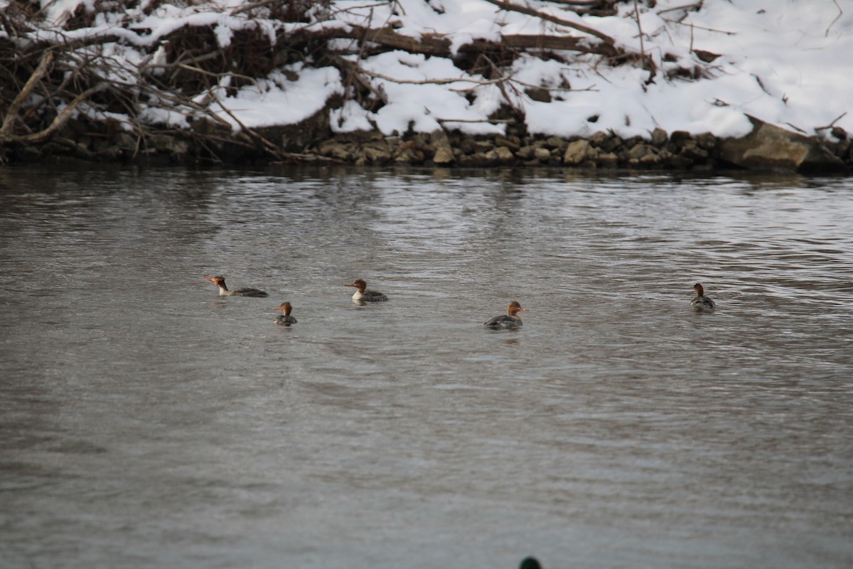 Red-breasted Merganser - ML614907548