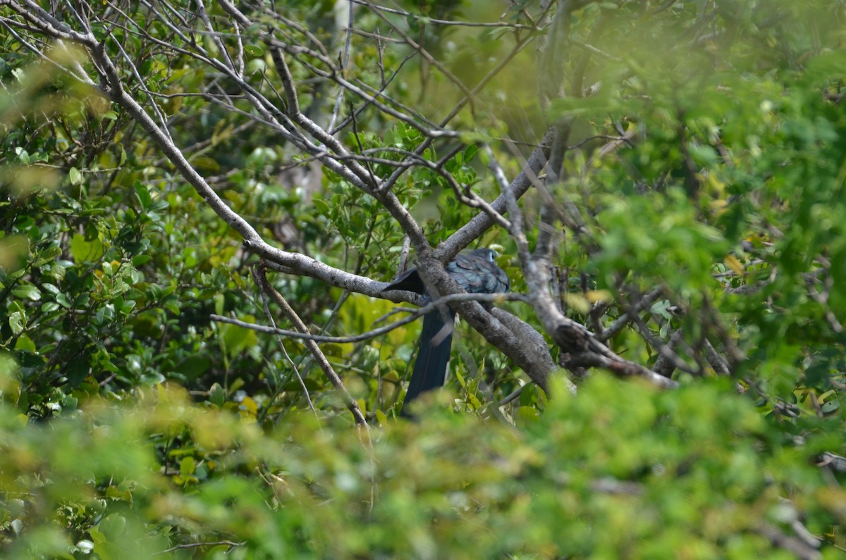 Blue-faced Malkoha - ML614907551