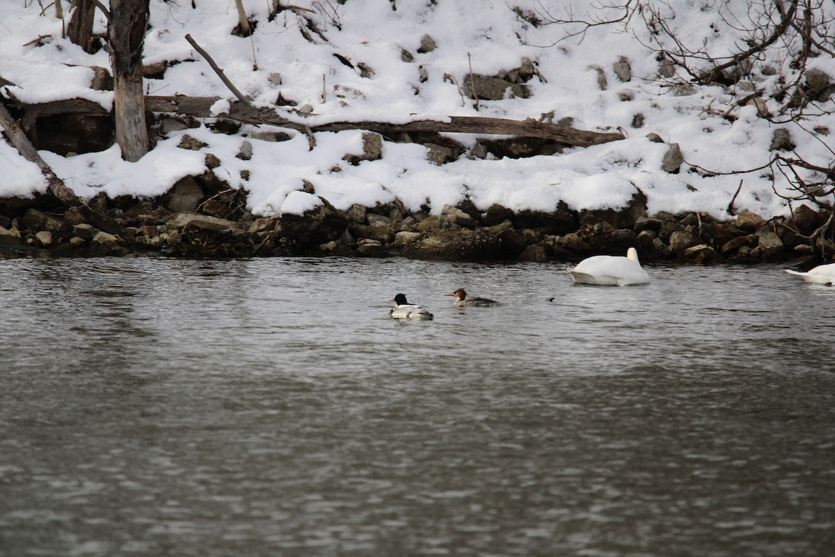 Red-breasted Merganser - ML614907562