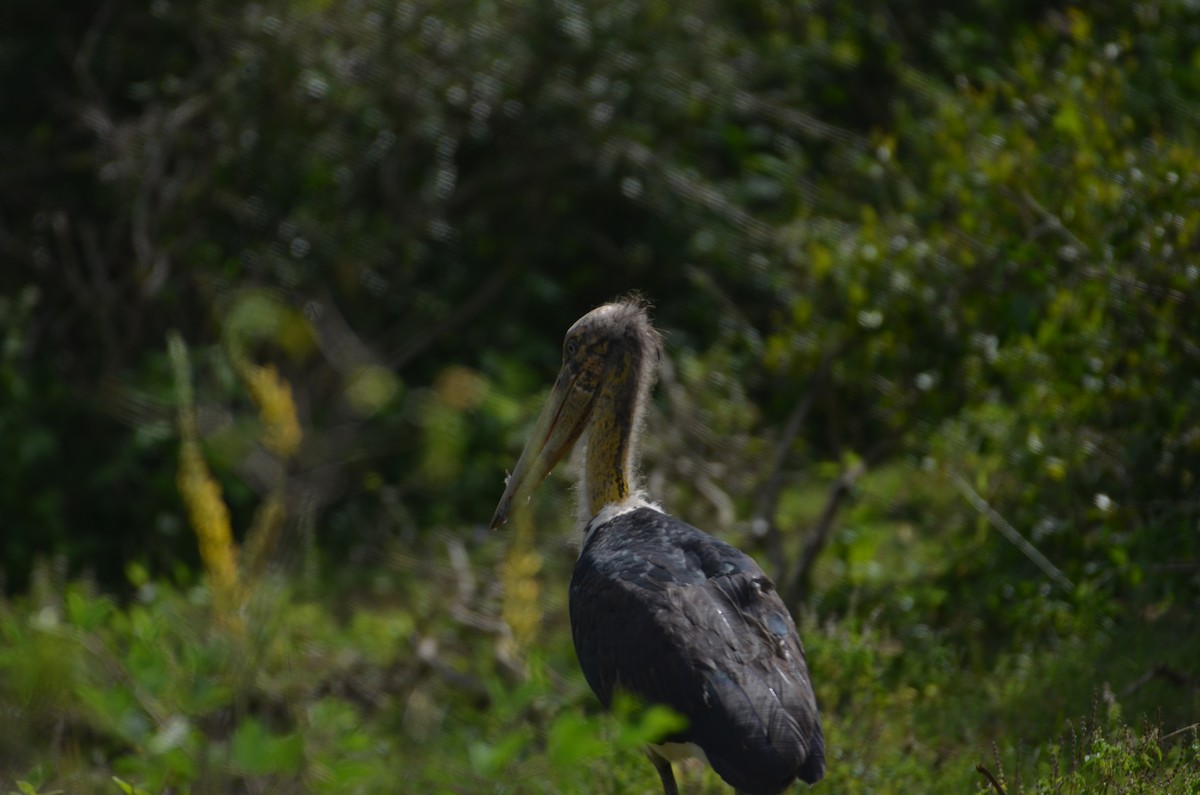 Lesser Adjutant - Roshan Vignarajah