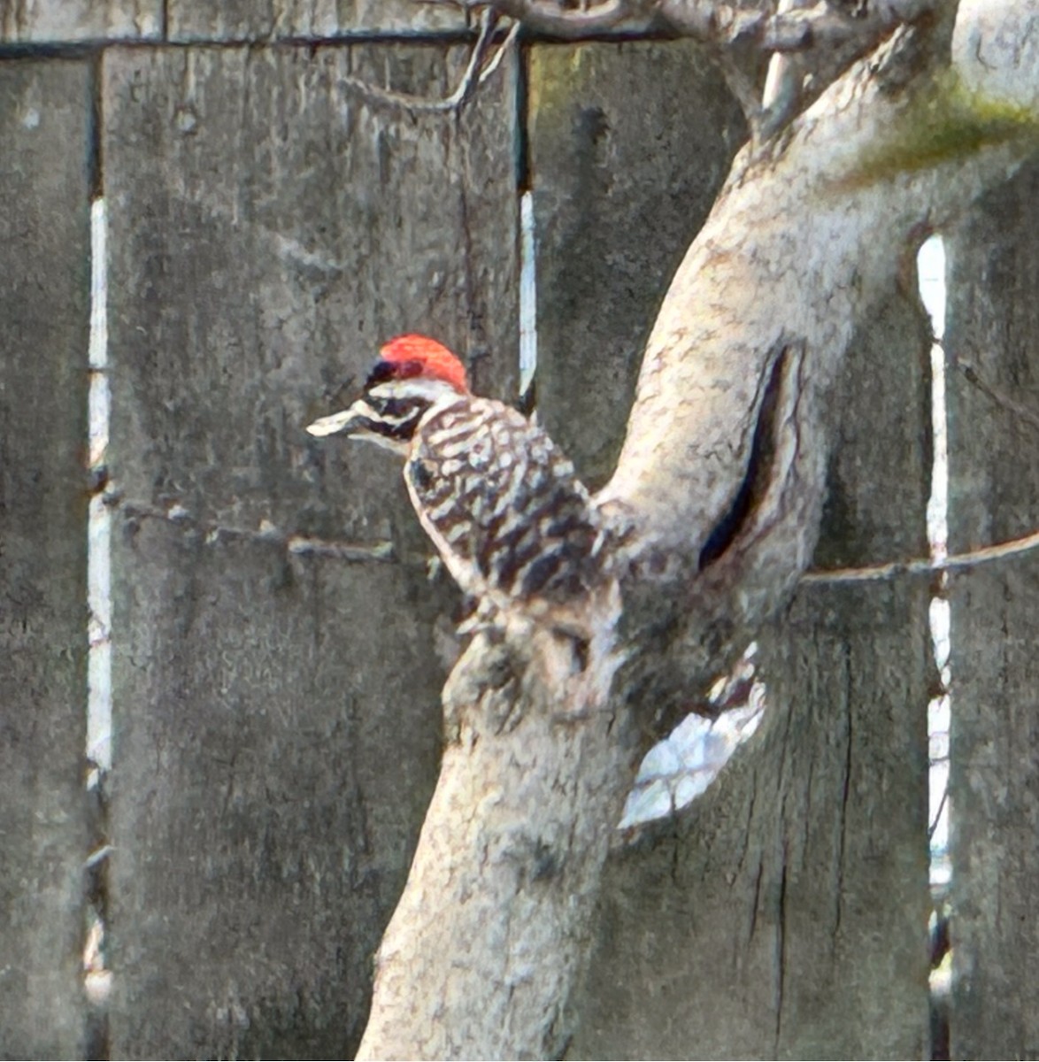 Nuttall's Woodpecker - ML614907634