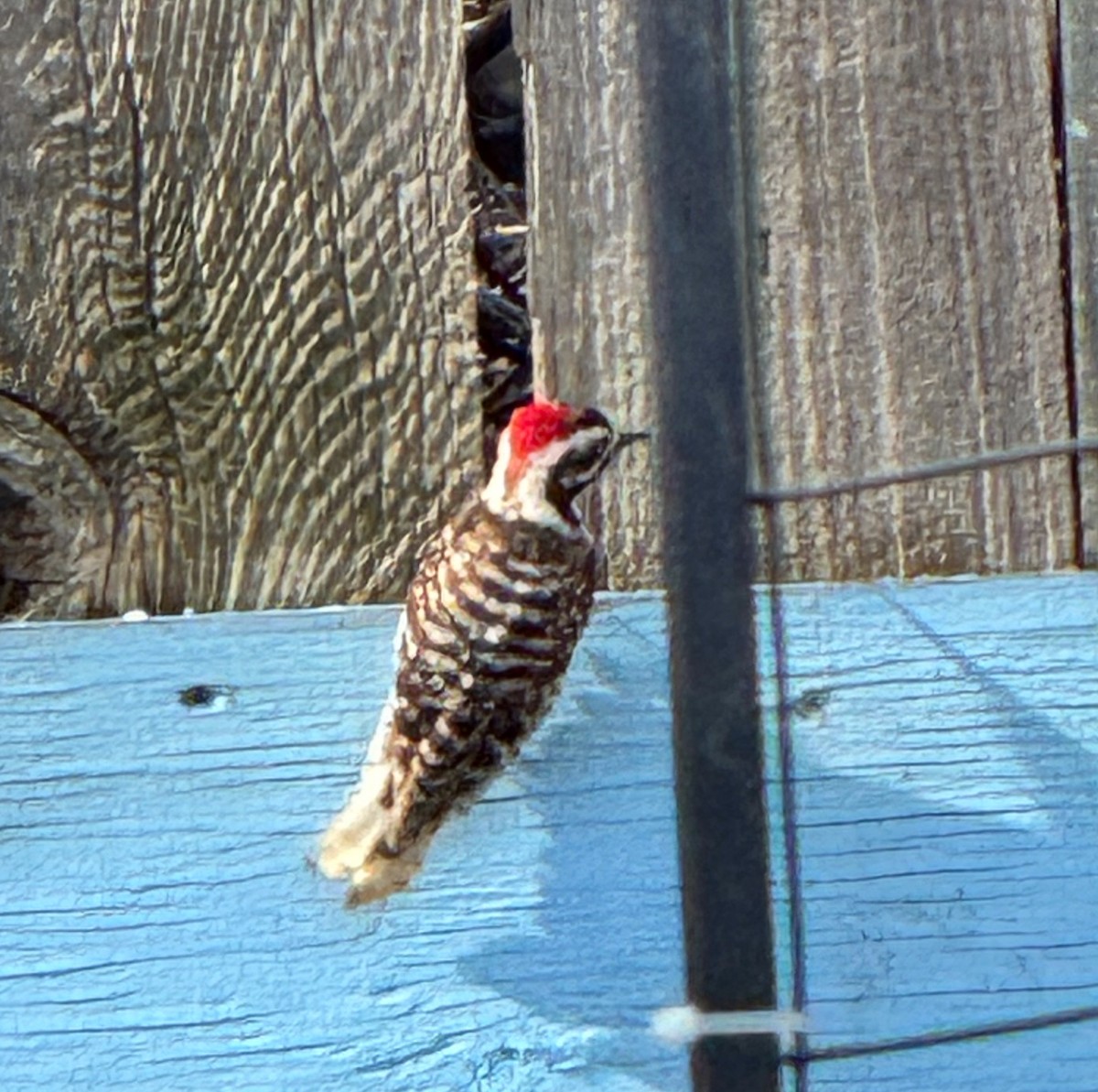 Nuttall's Woodpecker - ML614907636