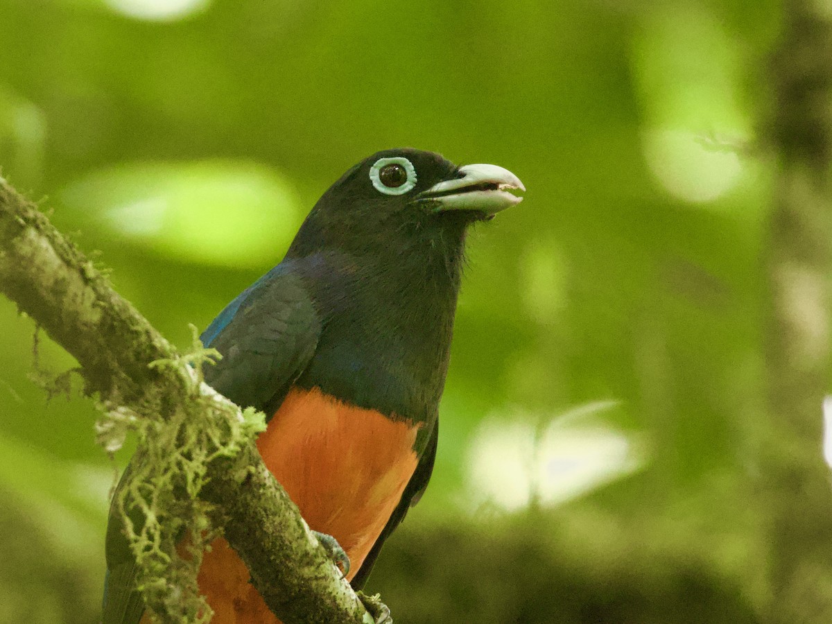 Trogón de Baird - ML614907672