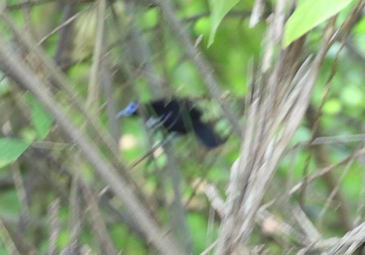 Bare-crowned Antbird - ML614907684