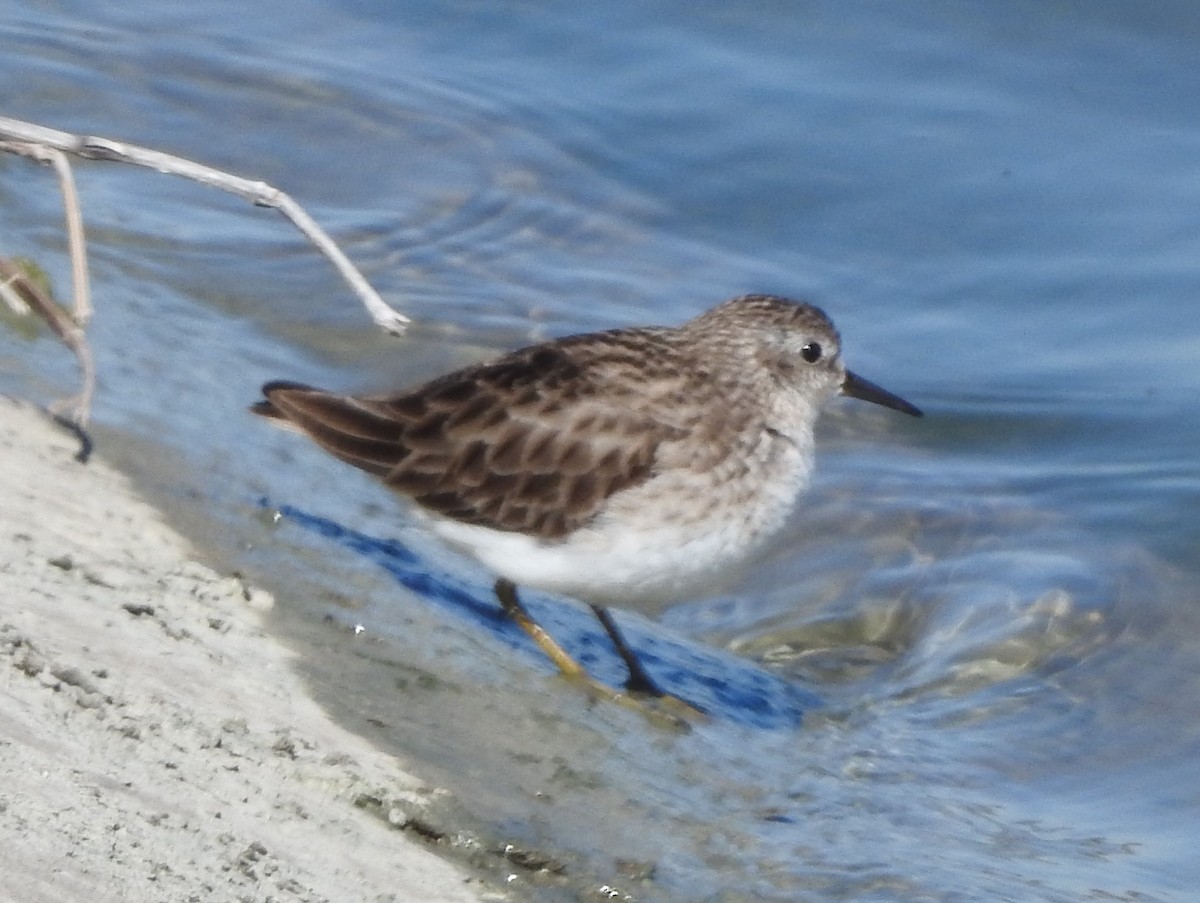 Least Sandpiper - ML614907691