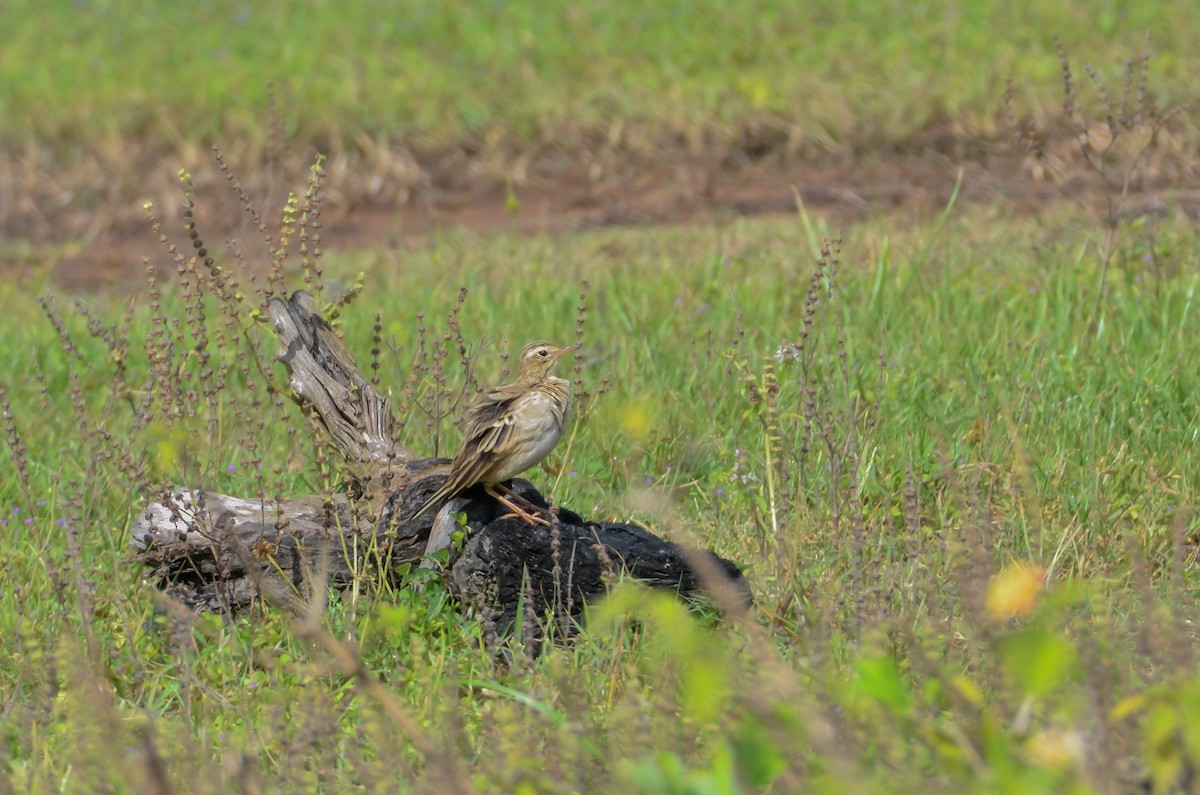 Richard's Pipit - ML614907756