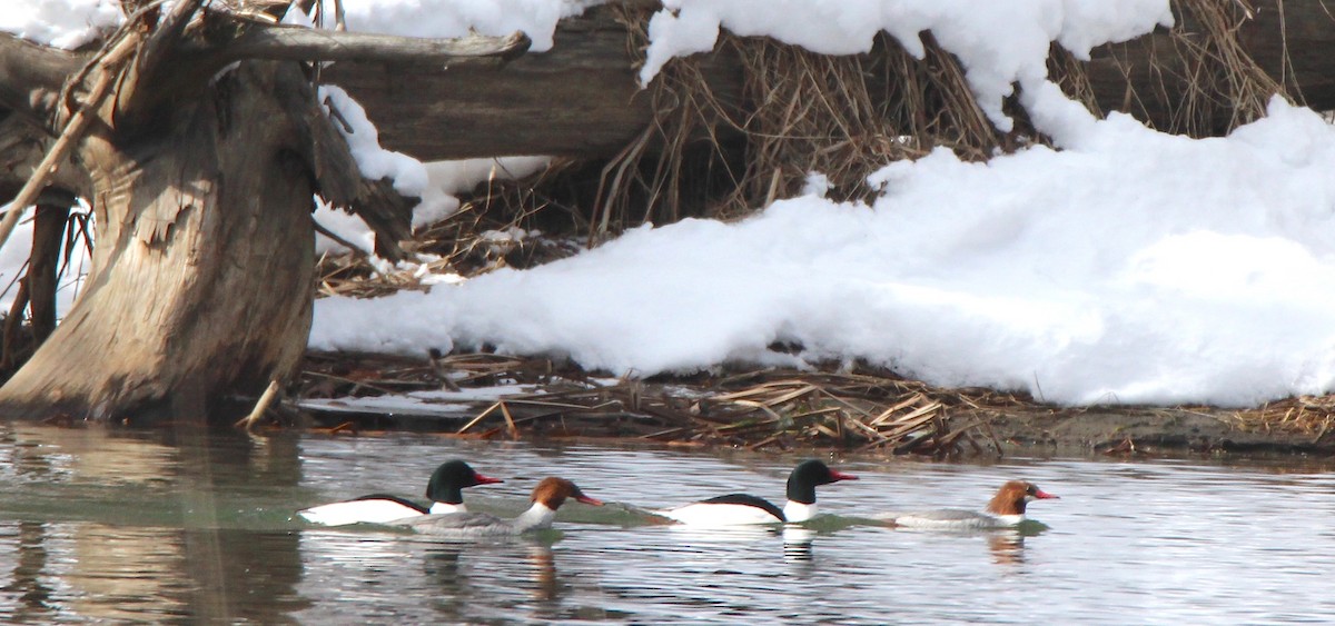 Common Merganser - ML614907806