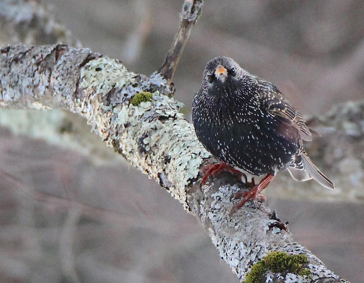 European Starling - ML614907832
