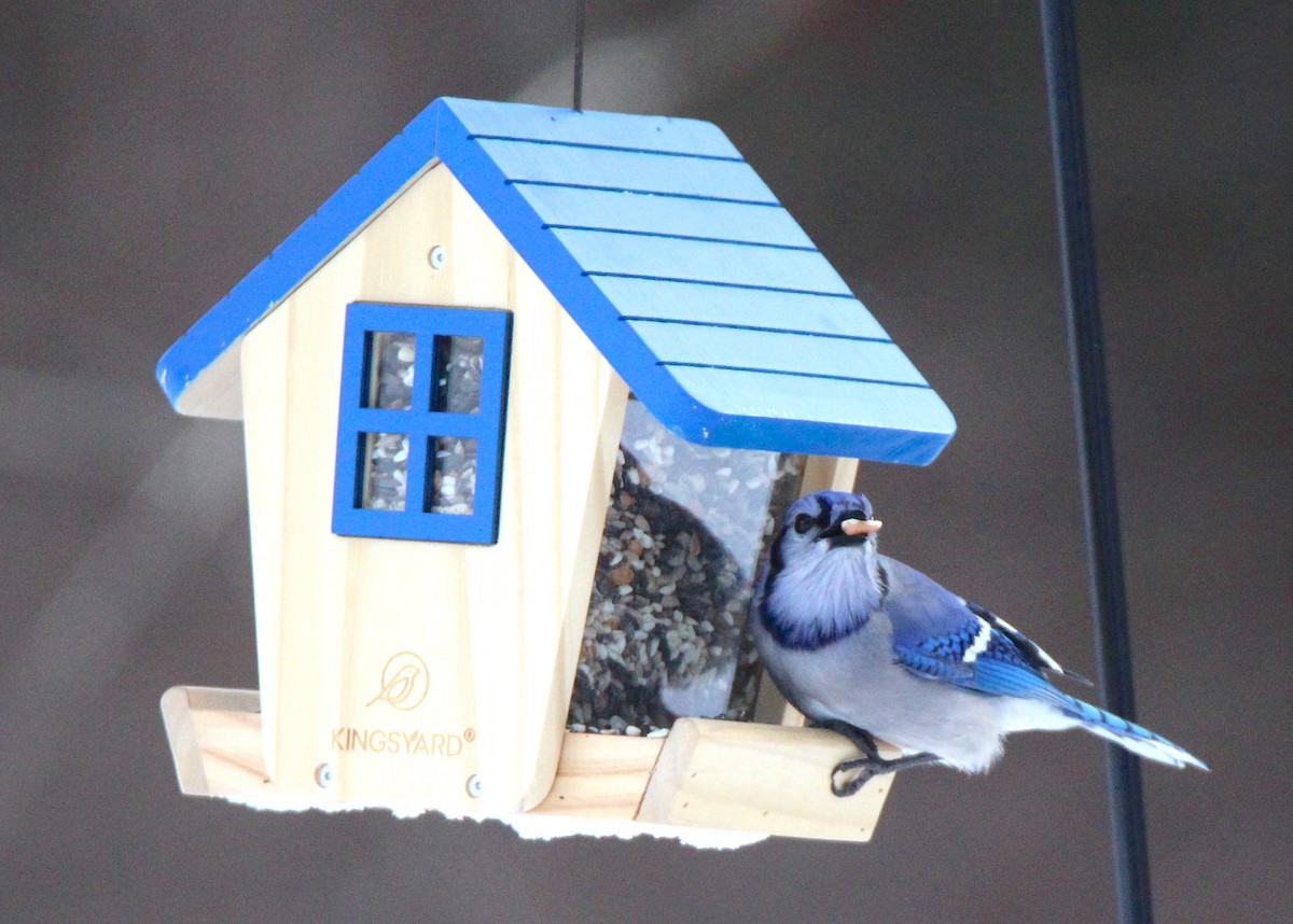 Blue Jay - ML614907840