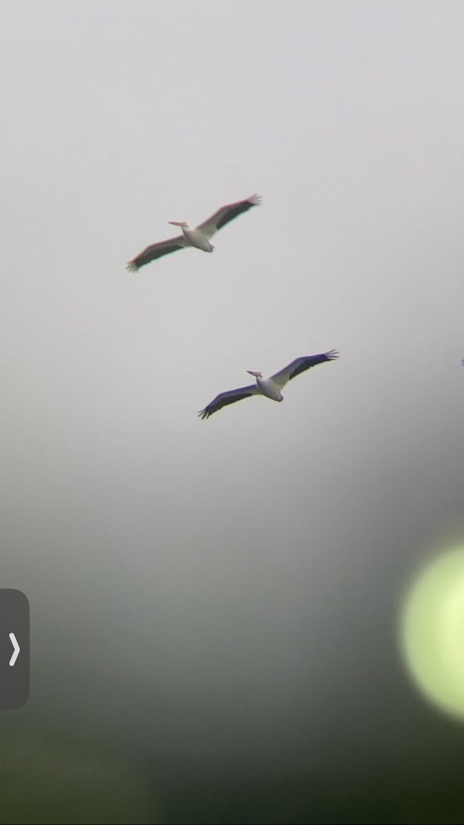 Nashornpelikan - ML614907845