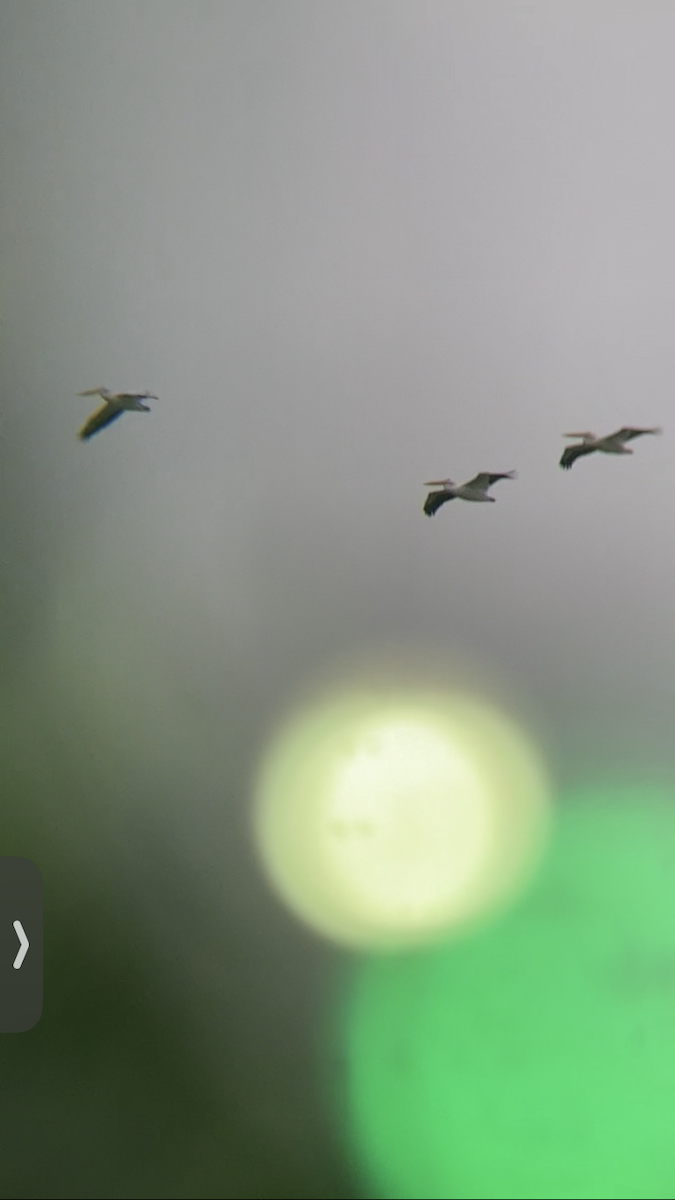 Nashornpelikan - ML614907846